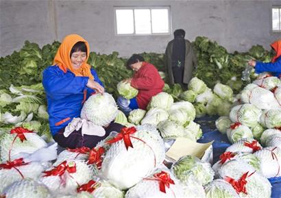 菜农包装胶州大白菜